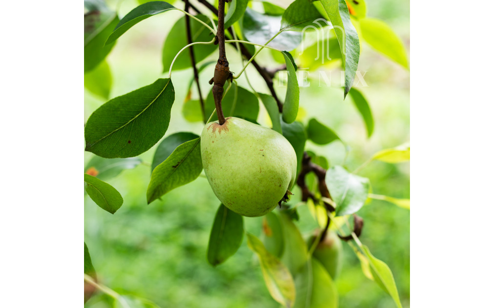 3-generačný rodinný dom s obrovským potenciálom - Košice-Krásna