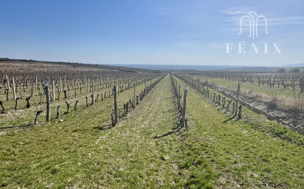 Tokaj vinárstvo: biznis, vinice, pivnica